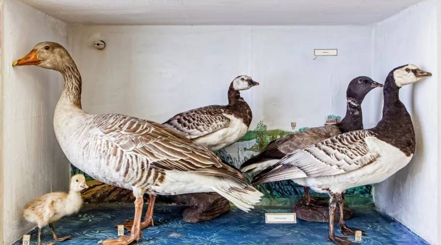 naumann-museum (2)k.jpg